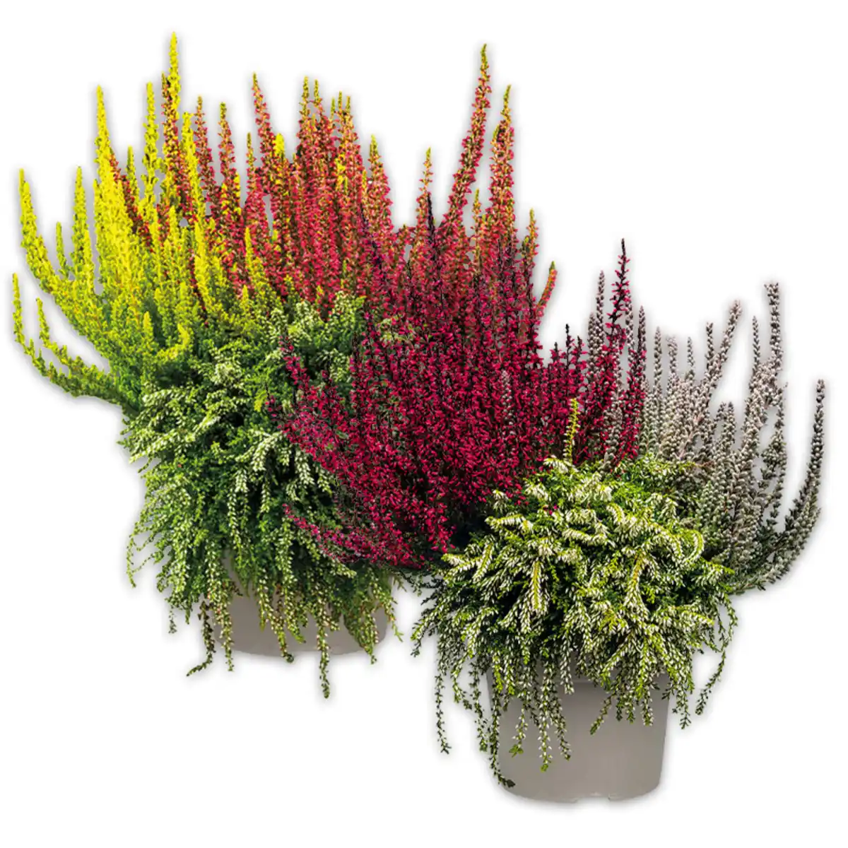Bild 1 von Calluna vulgaris Trio Girls Special