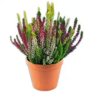 Calluna Trio winterhart
