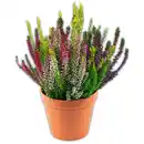 Bild 1 von Calluna Trio winterhart