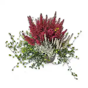 Herbst Feuer Quattro