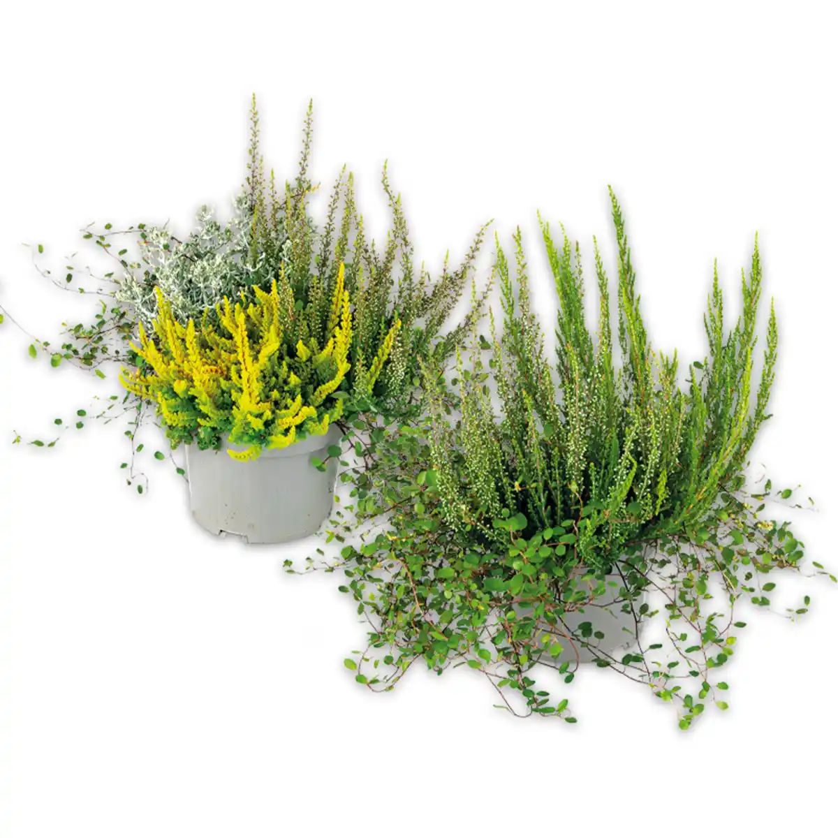 Bild 1 von Herbsttraum Quattros