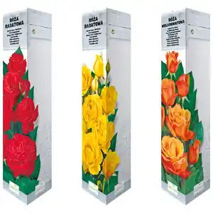 Rosen "Classic" versch. Sorten
