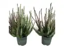 Bild 1 von Calluna "Beauty Ladies®" 11cm im Topf