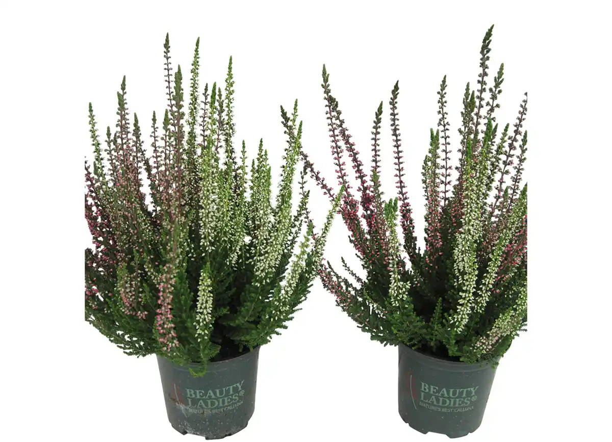 Bild 1 von Calluna "Beauty Ladies®" 11cm im Topf