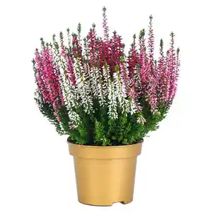 GARDENLINE Trio Harmonie®