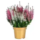 Bild 1 von GARDENLINE Trio Harmonie®