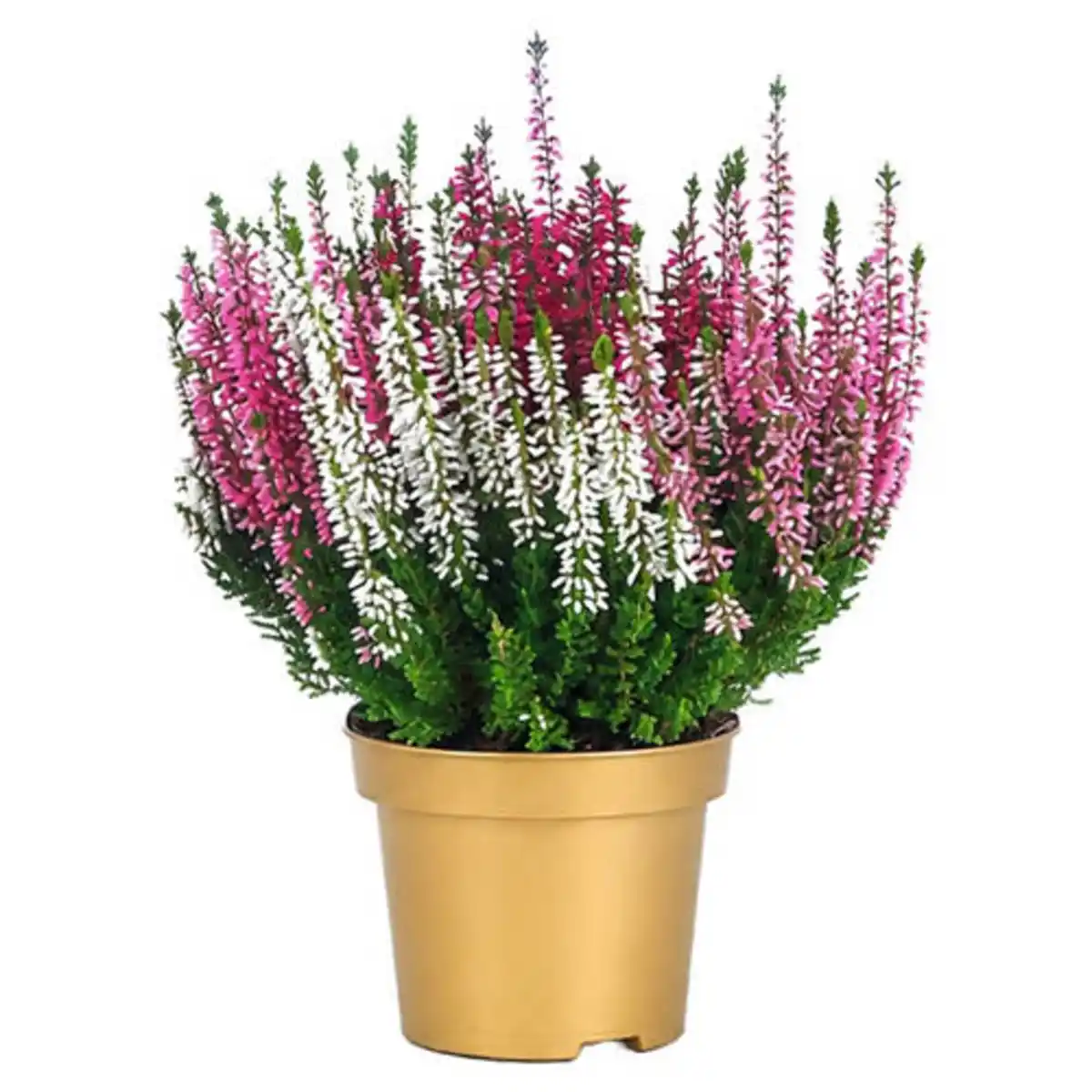 Bild 1 von GARDENLINE Trio Harmonie®