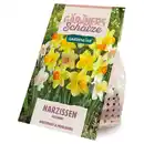 Bild 1 von GARDENLINE Frühlingsblumenzwiebel, Narzissen Mischung