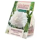 Bild 1 von GARDENLINE Pfingstrose, Shirley Temple