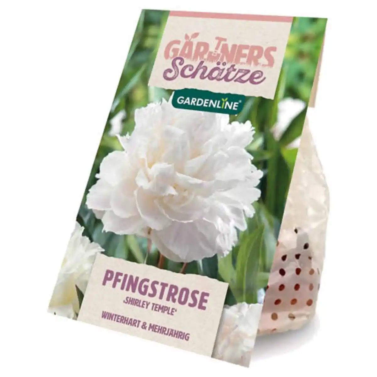 Bild 1 von GARDENLINE Pfingstrose, Shirley Temple