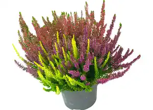Calluna "Beauty Ladies® Trio" 12cm im Topf
