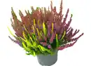 Bild 1 von Calluna "Beauty Ladies® Trio" 12cm im Topf