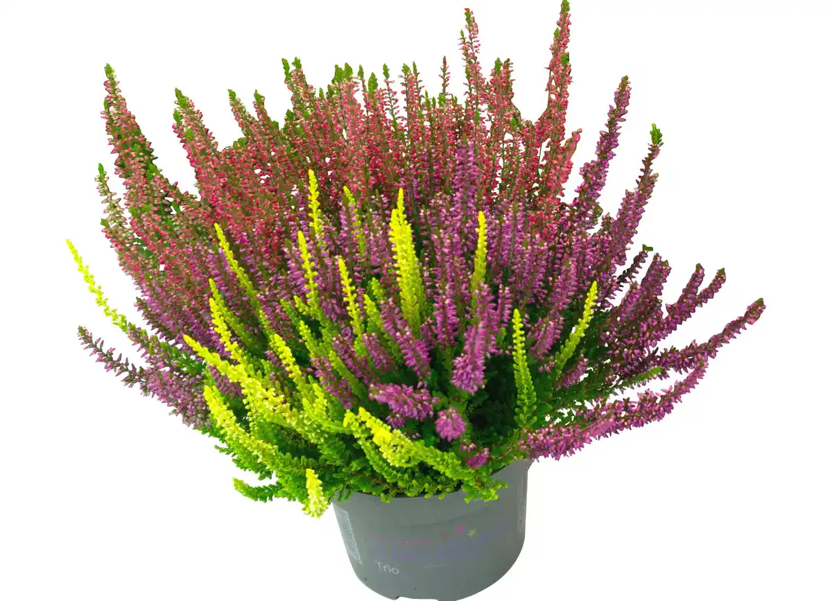 Bild 1 von Calluna "Beauty Ladies® Trio" 12cm im Topf