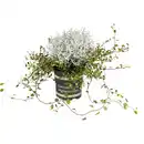 Bild 1 von Drahtpflanzen-Mix