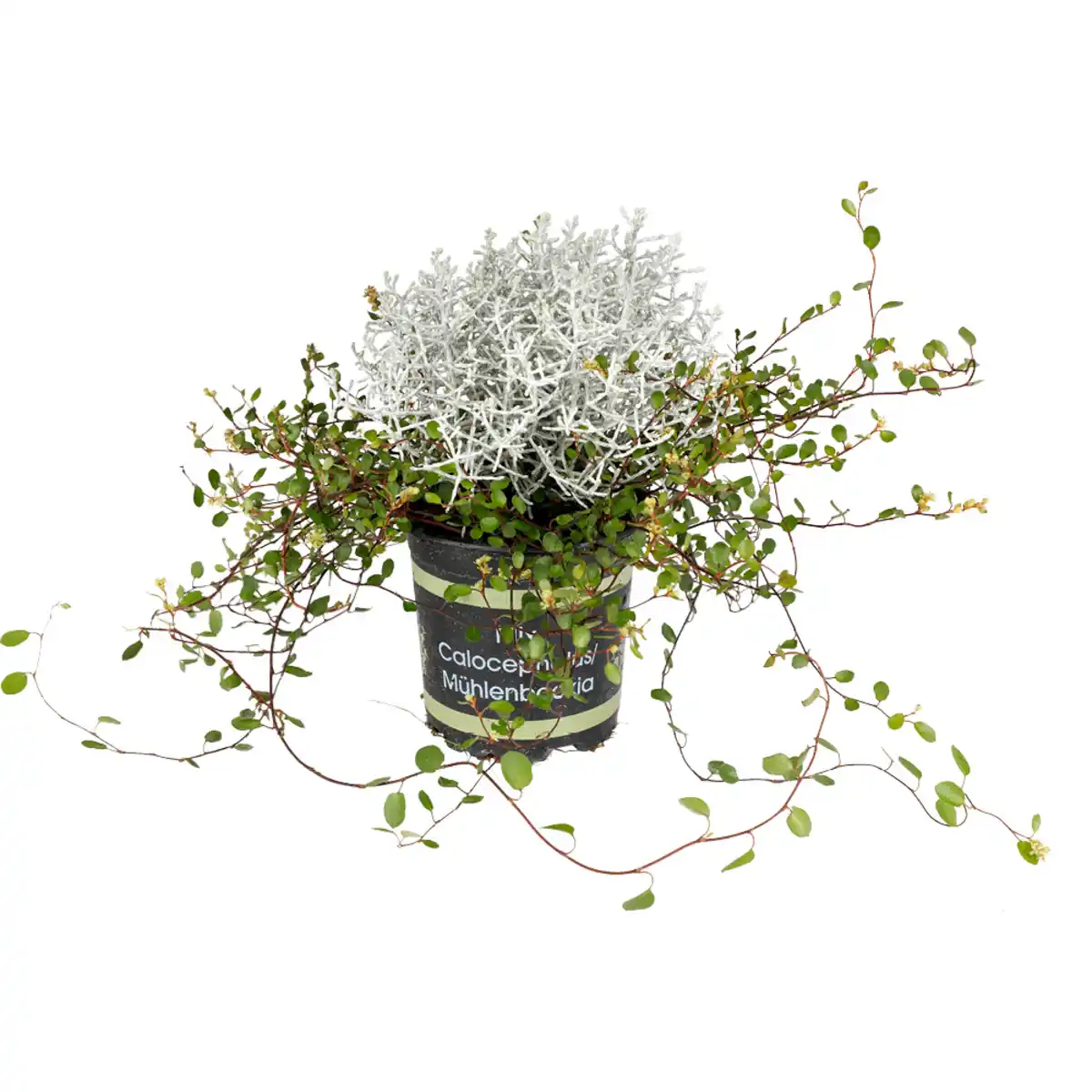 Bild 1 von Drahtpflanzen-Mix
