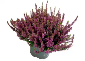 Calluna "Beauty Ladies® Twins" 12cm im Topf