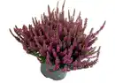 Bild 1 von Calluna "Beauty Ladies® Twins" 12cm im Topf