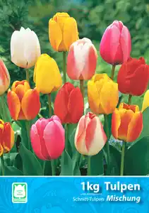 Tulpen-Mischung 1kg versch. Sorten