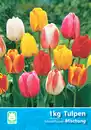 Bild 1 von Tulpen-Mischung 1kg versch. Sorten