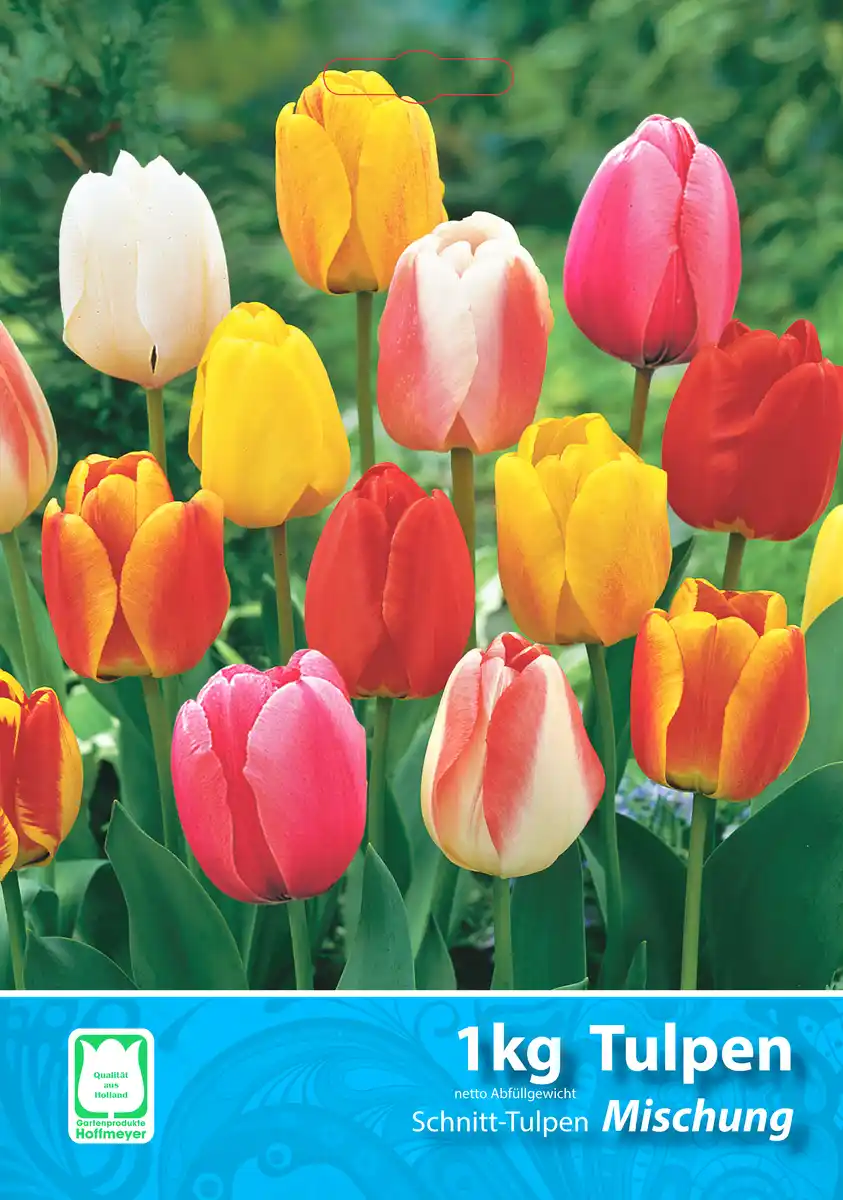 Bild 1 von Tulpen-Mischung 1kg versch. Sorten
