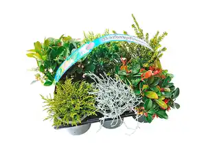 Herbst-Mix 6er-Tray z.B.: Gaultheria