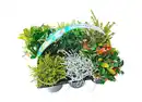 Bild 1 von Herbst-Mix 6er-Tray z.B.: Gaultheria