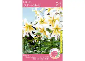 Baum-Lilien Blumenzwiebel-Packung