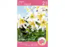 Bild 1 von Baum-Lilien Blumenzwiebel-Packung