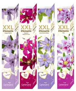 XXL-Clematis versch. Sorten