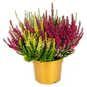 GARDENLINE Quattro