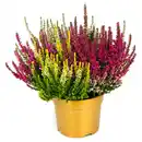Bild 1 von GARDENLINE Quattro