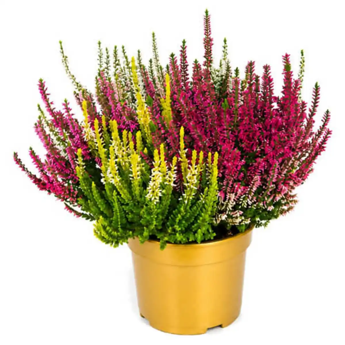 Bild 1 von GARDENLINE Quattro