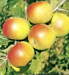 Säulenobstbaum Apfel