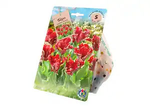 Tulpen „Papagei“ Blumenzwiebel-Packungen