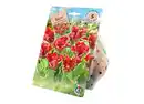 Bild 1 von Tulpen „Papagei“ Blumenzwiebel-Packungen