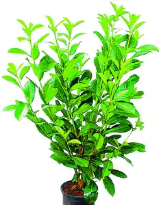 Kirschlorbeer Prunus Rotundifolia