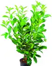 Bild 1 von Kirschlorbeer Prunus Rotundifolia