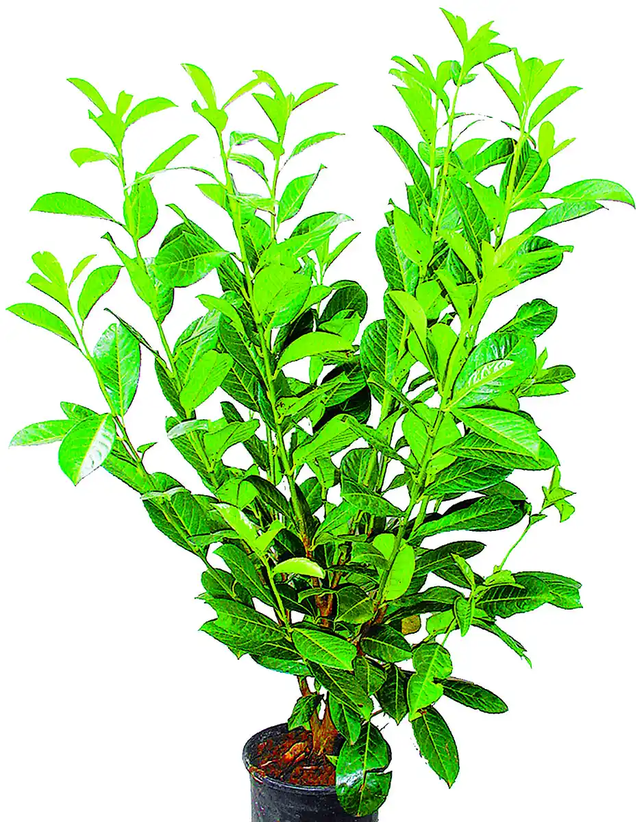 Bild 1 von Kirschlorbeer Prunus Rotundifolia