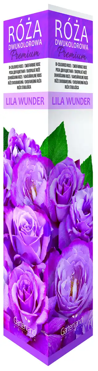 Bild 1 von Rosen "Premium" versch. Sorten