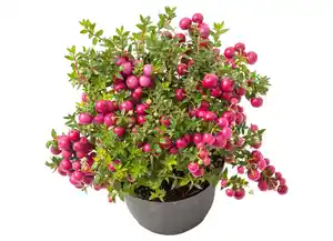 Pernettya "Torfmyrte" 10,5cm im Topf