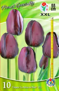 Französische Tulpen