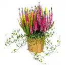 Bild 1 von GARDENLINE Heidemischung