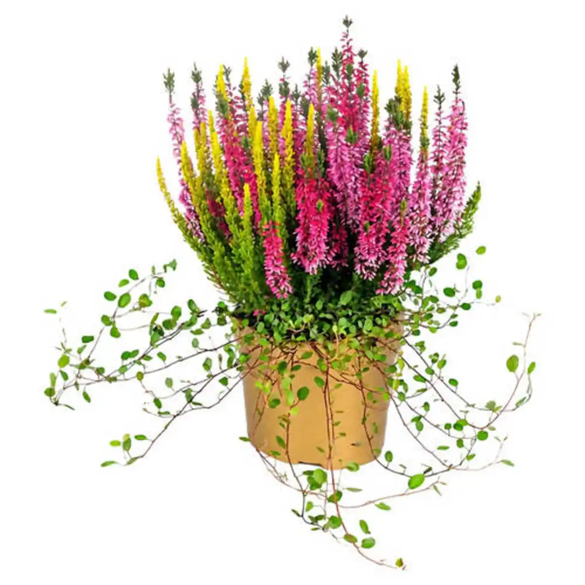 Bild 1 von GARDENLINE Heidemischung