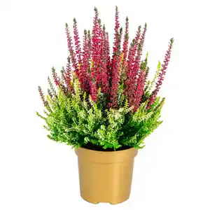 GARDENLINE Colour Crown®