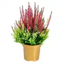 Bild 1 von GARDENLINE Colour Crown®
