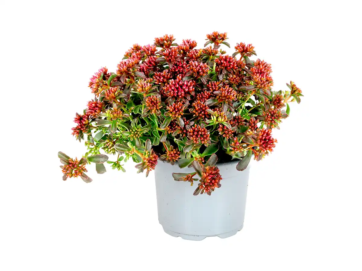 Bild 1 von Sedum "Rosenteppich"