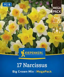 Kiepenkerl Herbstblumenzwiebel Narzissen Großkronige Narzissen Mischung 17 Stück