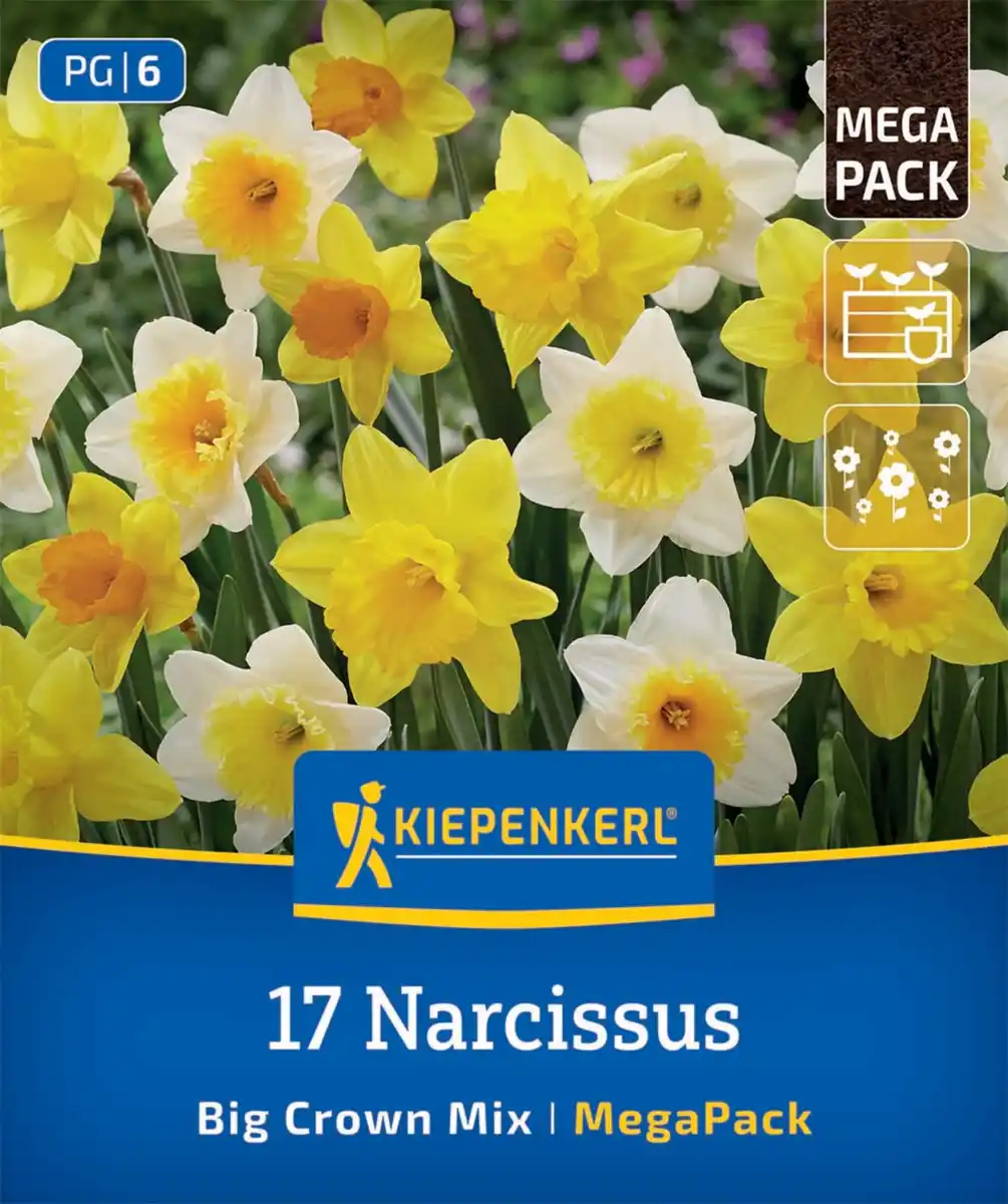 Bild 1 von Kiepenkerl Herbstblumenzwiebel Narzissen Großkronige Narzissen Mischung 17 Stück