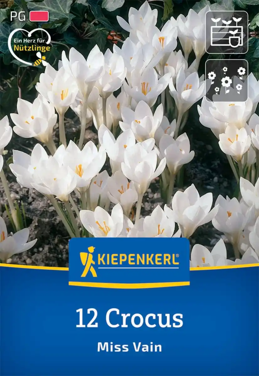 Bild 1 von Kiepenkerl Herbstblumenzwiebel Krokus Miss Vain 12 Pflanzen