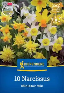 Kiepenkerl Herbstblumenzwiebel Miniatur-Narzissen Mischung 10 Stück